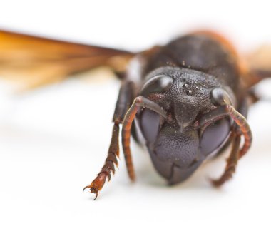 Wasp close up