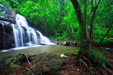 derin orman waterfal