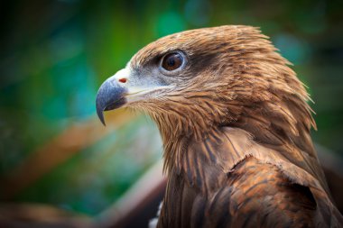 portre siyah uçurtma