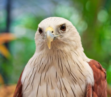 brahminy uçurtmayı kapatın