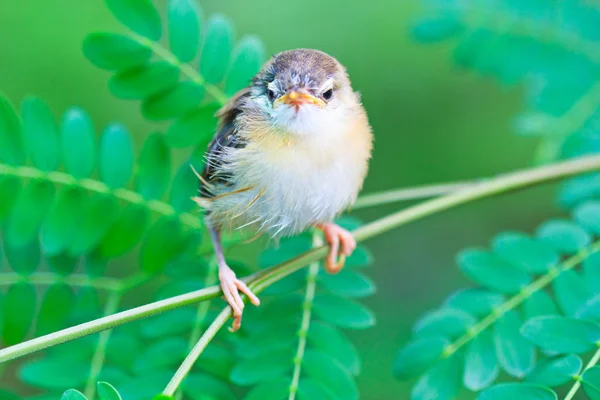 Fågel duva lära sig att flyga — Stockfoto