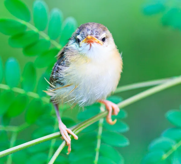 Bird squab learn to fly — Stock Photo, Image