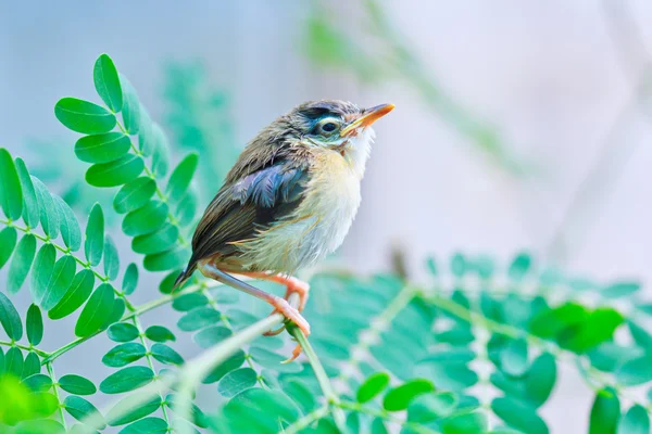 ひな鳥の鳥は飛ぶことを学ぶ — ストック写真