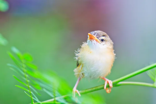 Fågel duva lära sig att flyga — Stockfoto