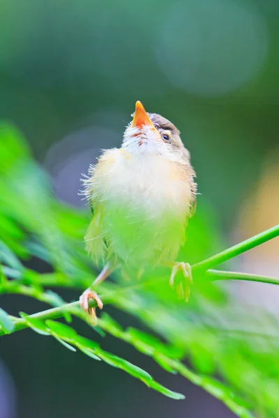 Les oiseaux apprennent à voler — Photo