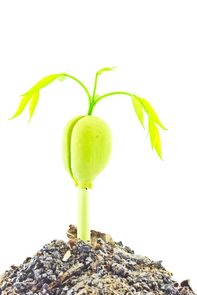 Green sprout growing young plant growing from seed — Stock Photo, Image