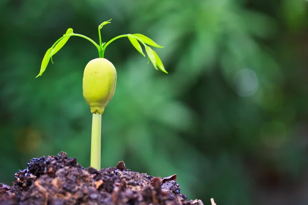 Plant growing from seed — Stock Photo, Image