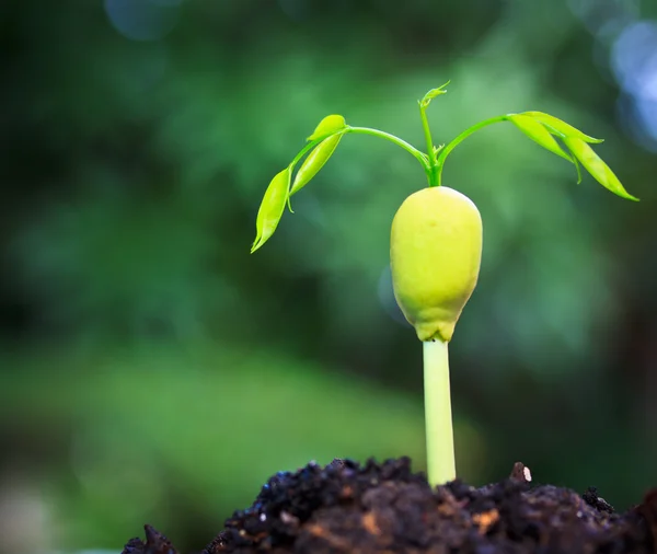 Plant growing from seed — Stock Photo, Image
