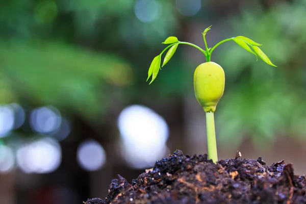 Plant growing from seed — Stock Photo, Image