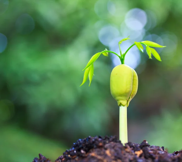 Plant growing from seed — Stock Photo, Image