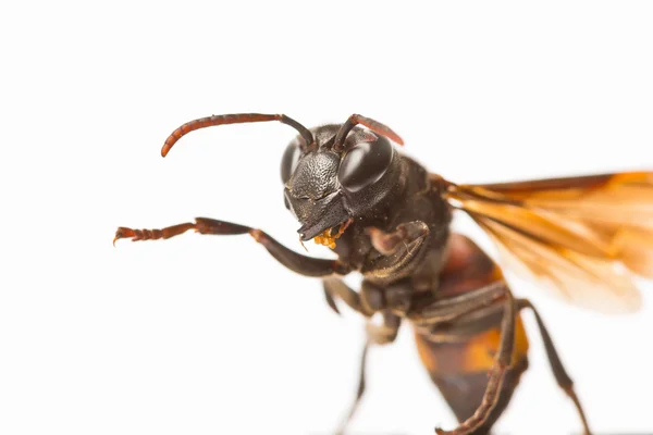 Avispa de cerca — Foto de Stock