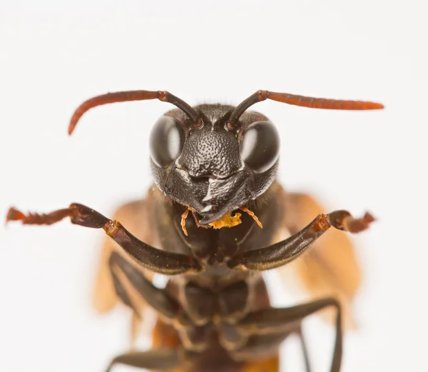 Wasp close up — Stockfoto