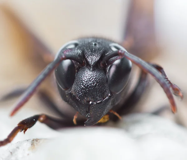 Wasp — Stockfoto