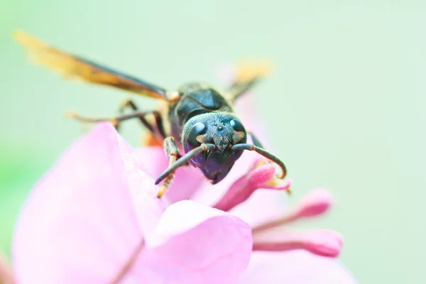 Wasps on the leaf — Stock Photo, Image