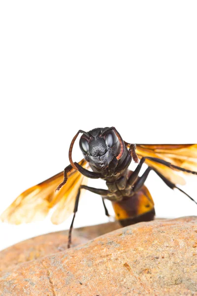 Closeup wasp — Stockfoto