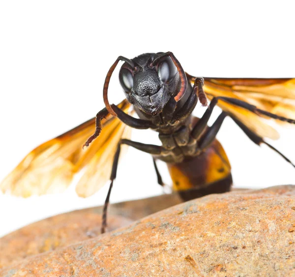 Closeup wasp — Stockfoto