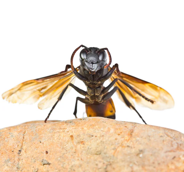 Closeup wasp — Stockfoto