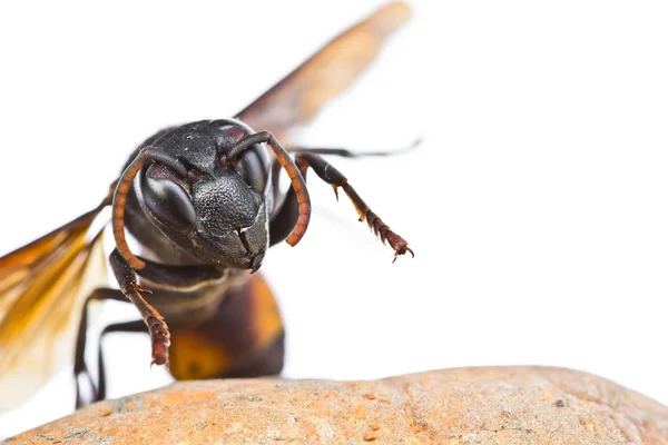 Closeup wasp — Stockfoto