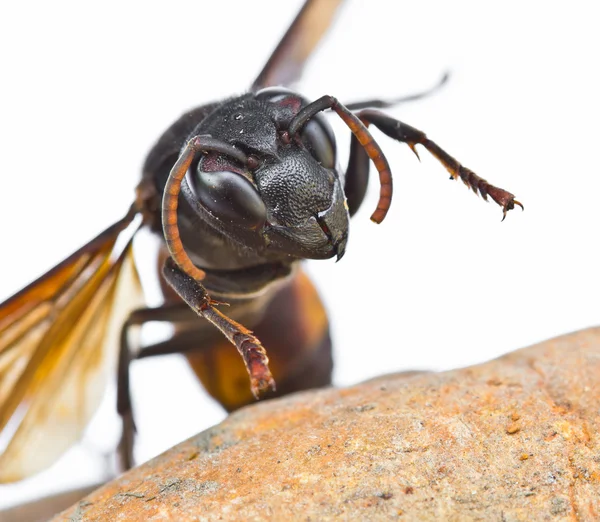 Closeup wasp — Stockfoto