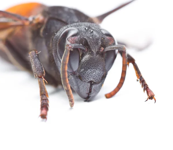 Wasp close up — Stok fotoğraf