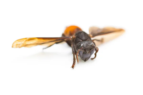 Wasp close up — Stock Photo, Image