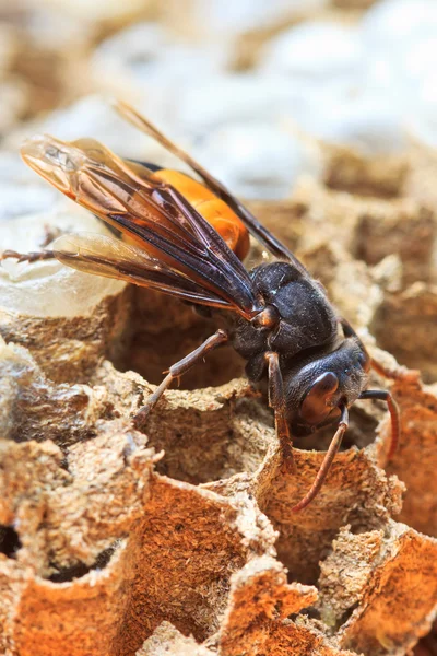 Wasps — Stock Photo, Image