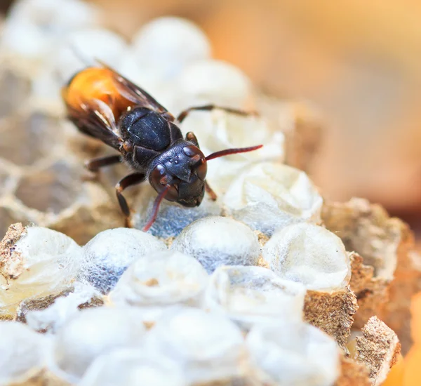 Eşek arıları — Stok fotoğraf