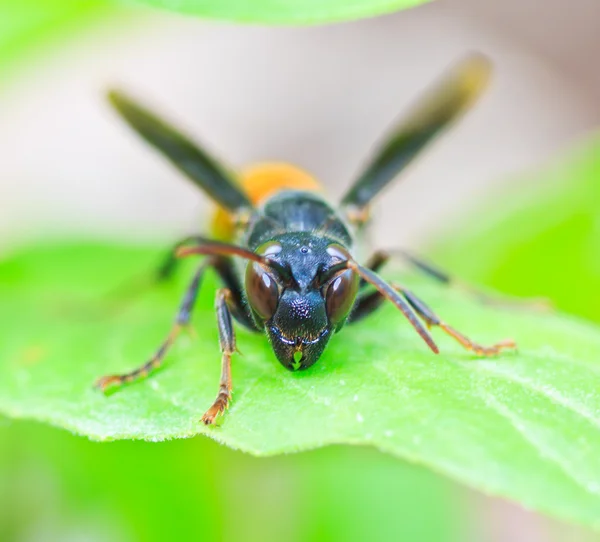 Eşek arıları — Stok fotoğraf