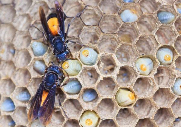 Wasps — Stock Photo, Image