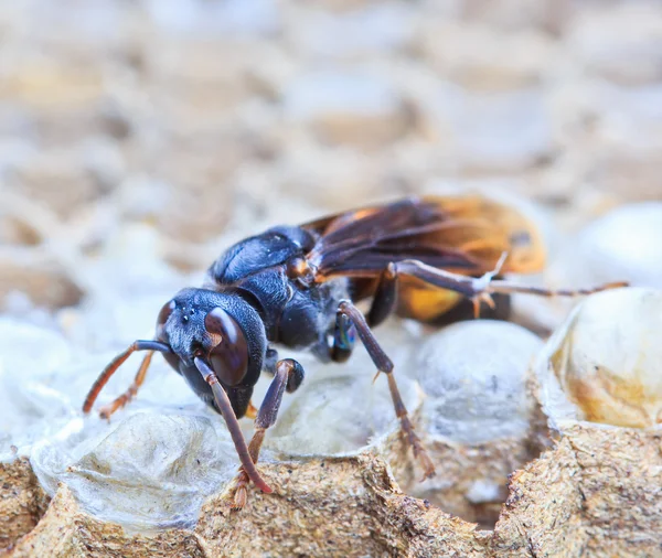 Wasps — Stock Photo, Image