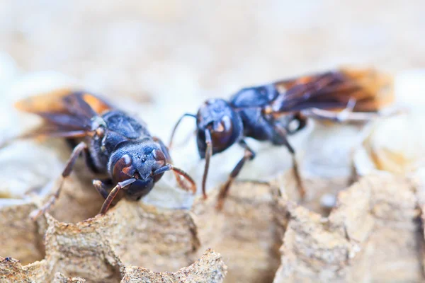 Wasps — Stock Photo, Image