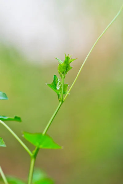 Baumkronenkürbis — Stockfoto