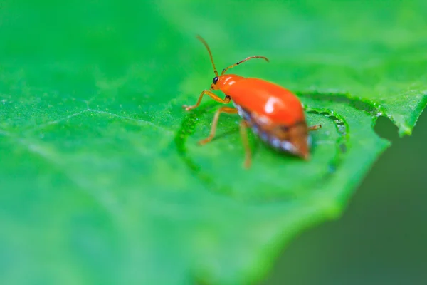 Skalbaggar insekter — Stockfoto