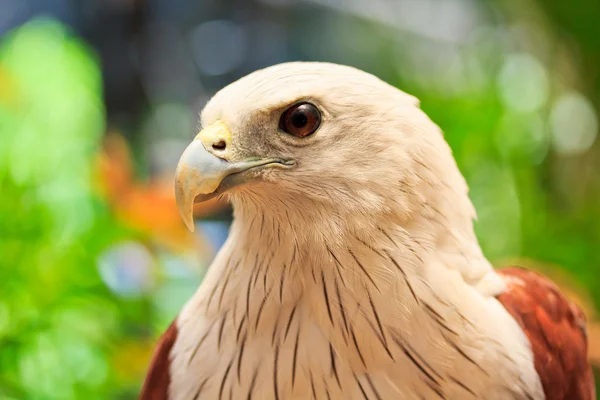 Закрыть Brahminy Kite — стоковое фото