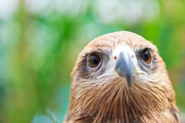 Closeup Black Kite — Stock Photo, Image