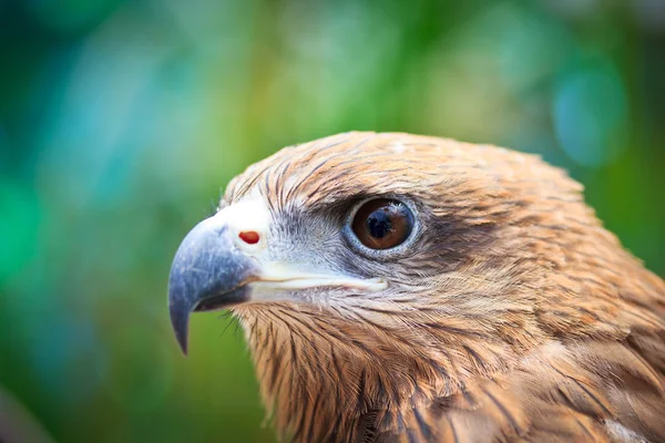 Closeup Black Kite — Stock Photo, Image