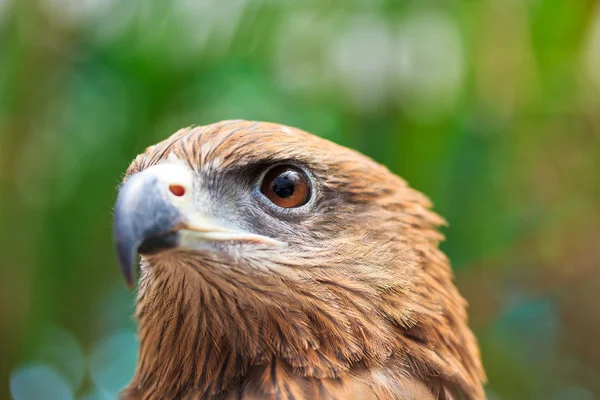 Primer plano Black Kite — Foto de Stock