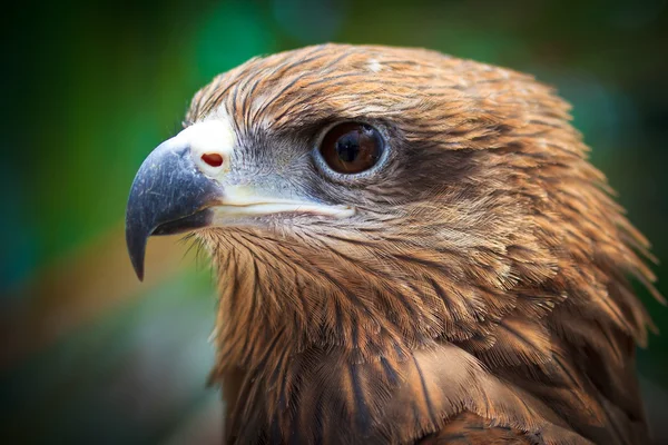 Closeup Black Kite — Stock Photo, Image