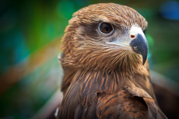 Closeup Zwarte Wouw — Stockfoto