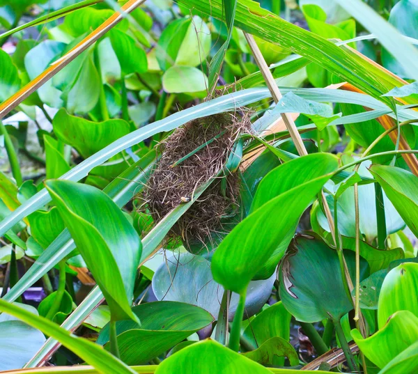 Bird's nest — Stock Photo, Image