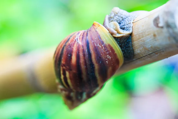 Snail on the branch — Stock Photo, Image