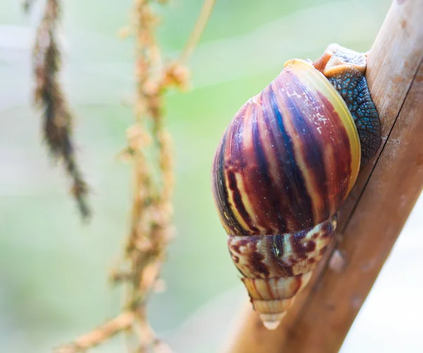 Snail on the branch — Stock Photo, Image