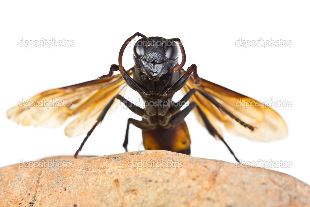 Closeup wasp