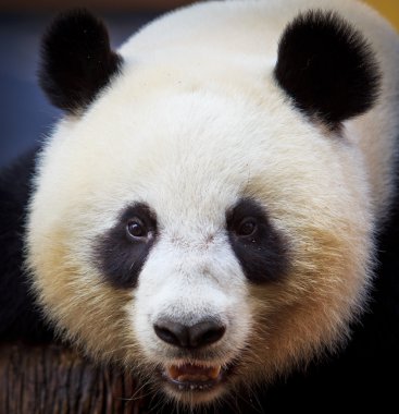 Panda.