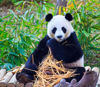 Panda.