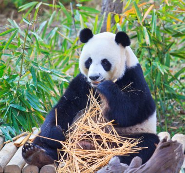 Panda.