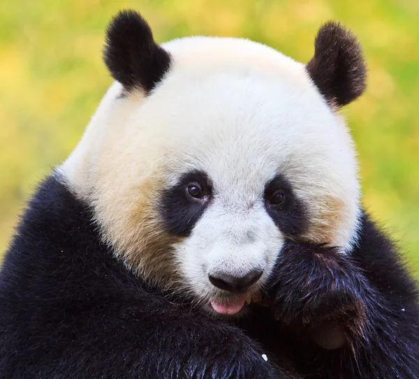 Panda — Stockfoto