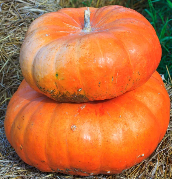 Varietà di zucca — Foto Stock