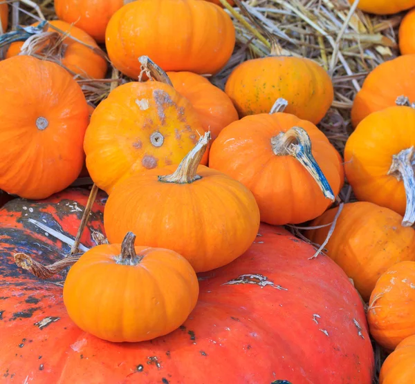Pumpkin variety — Stock Photo, Image