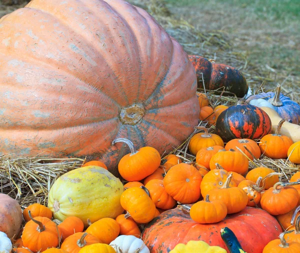 Pumpkin variety — Stock Photo, Image